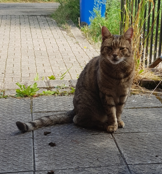 Thug cat part 5 - For he will not do destruction, if he is well-fed, neither will he spit without provocation.