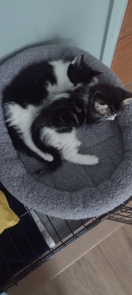 A Very Great Quantity Of Excellent Cats