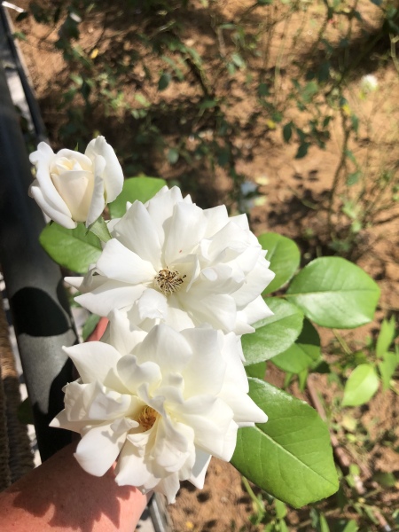 Pamela - Bile Duct Cancer, thread 4, London has given me a chance! 