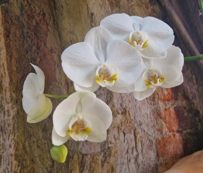 Pamela - Bile Duct Cancer, thread 4, London has given me a chance! 