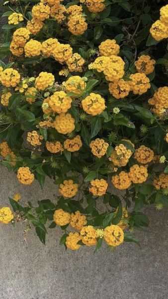 Does anyone know what this shrub is ? 