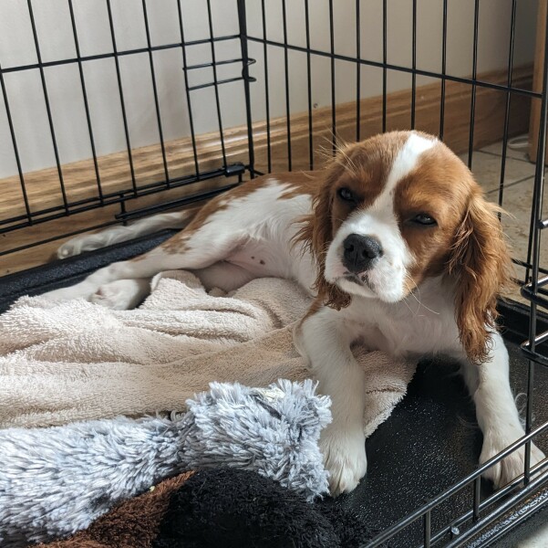Puppy survival thread part 2