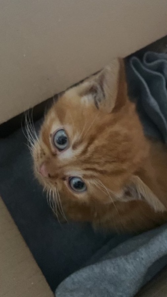 Please educate me on how to care for a kitten 