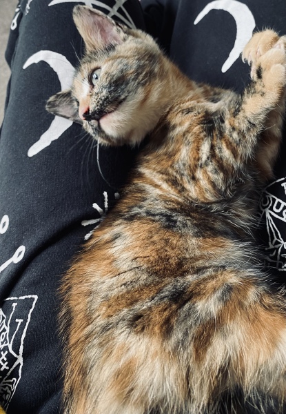 A Very Great Quantity Of Excellent Cats