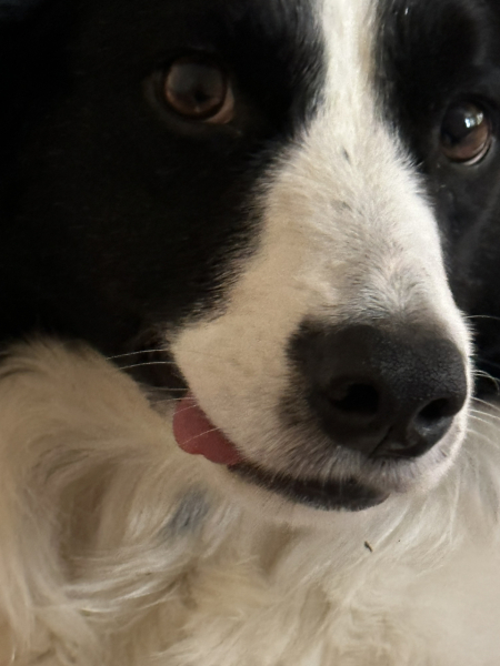 Tell me something lovely about your dog.