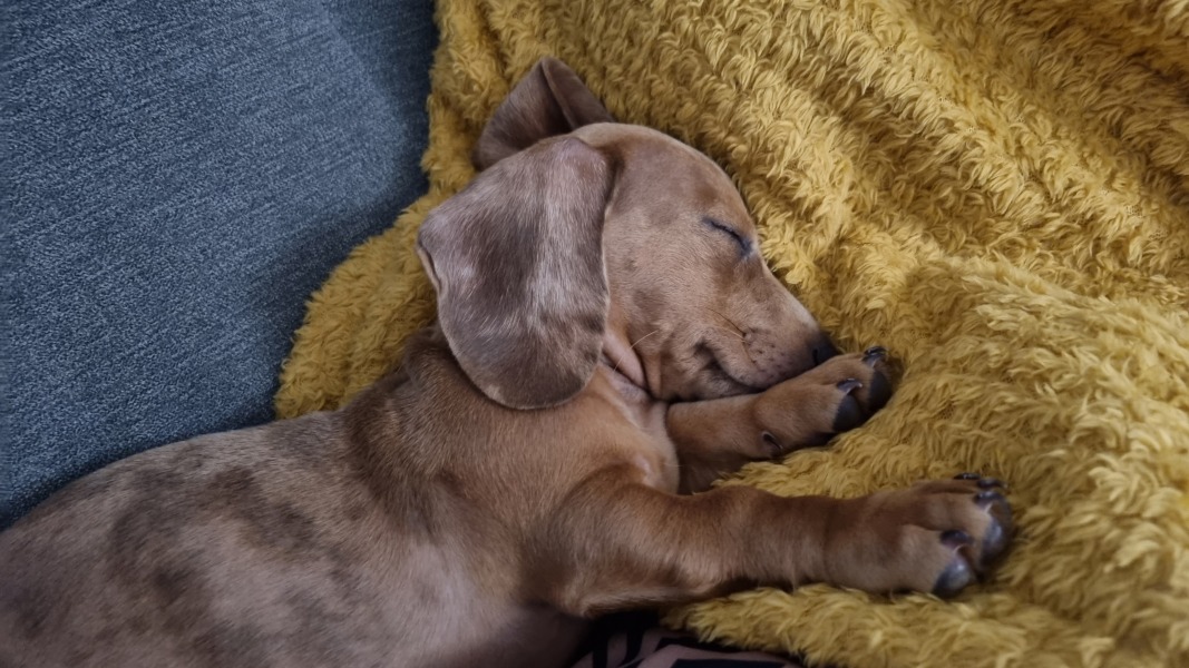 Tell me something lovely about your dog.