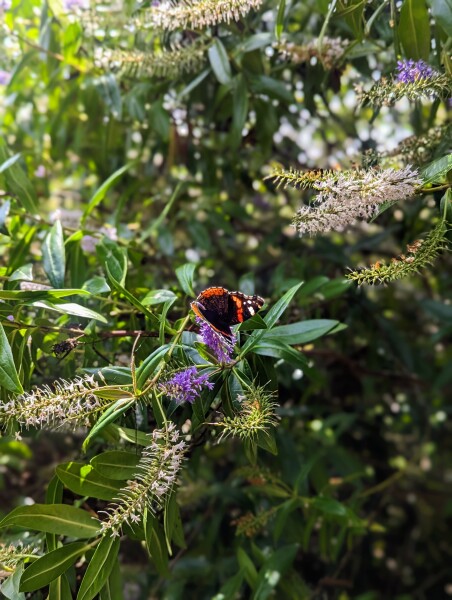 Pamela thread 5 - Bile Duct Cancer, chemo begins