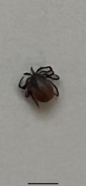 Tick