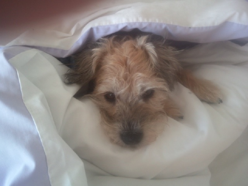 Pamela thread 5 - Bile Duct Cancer, chemo begins