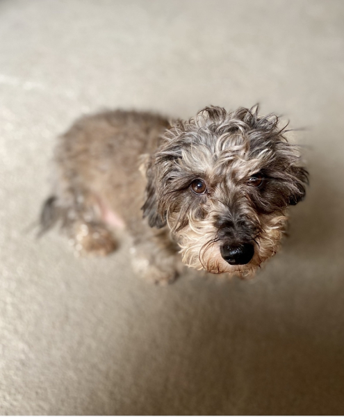 Tell me something lovely about your dog.