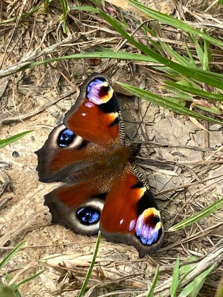 Pamela thread 5 - Bile Duct Cancer, chemo begins