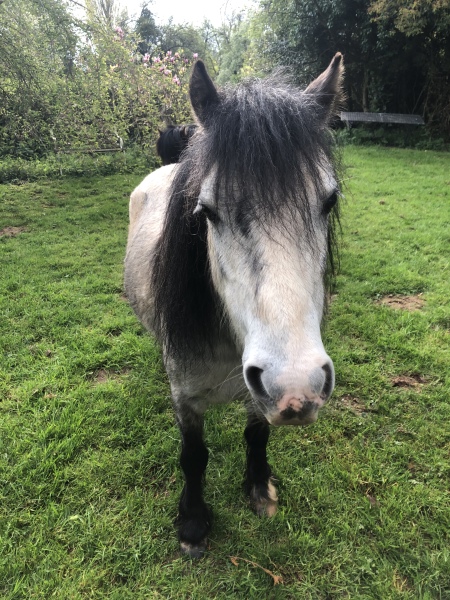 Pamela - Bile Duct Cancer, thread 4, London has given me a chance! 