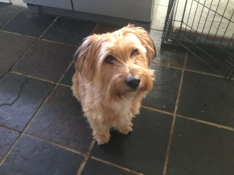 How the hell do we get food into our dog?