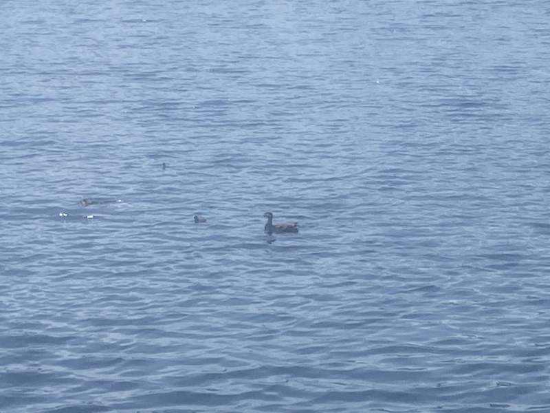 Come and tell me your dull and unexciting news 25: Calmly through the day 