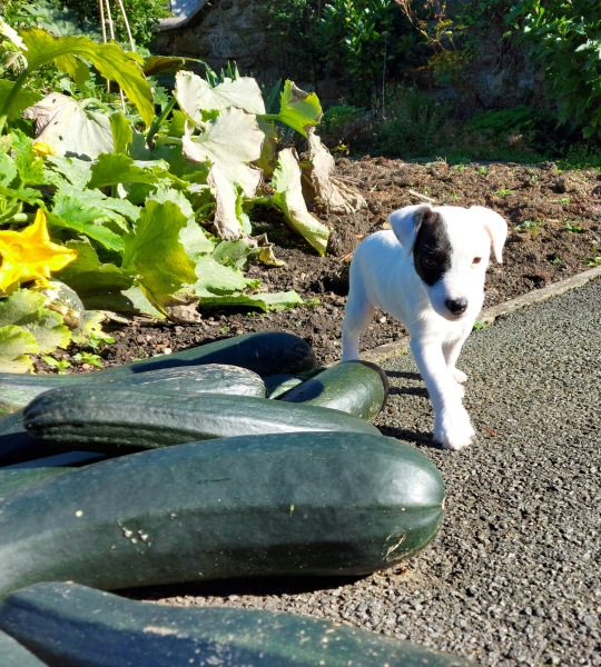 To think my neighbour should have been more grateful for my chard