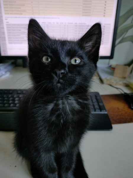 Collecting kitten - what do I need?
