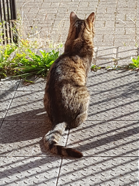 Thug cat part 5 - For he will not do destruction, if he is well-fed, neither will he spit without provocation.