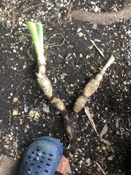 Dividing irises help