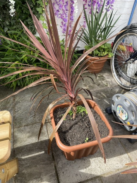 Wind has pushed over my Cordylines- can it be rescued?