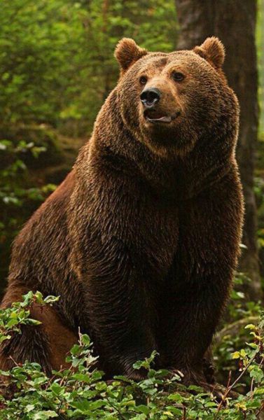 Pamela thread 5 - Bile Duct Cancer, chemo begins