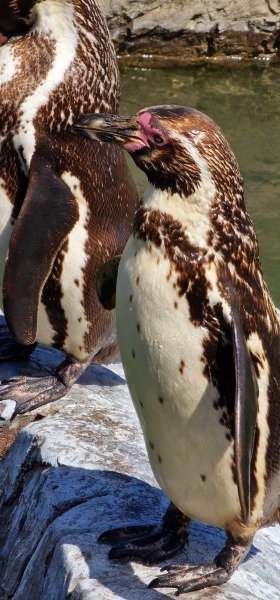 Pamela thread 5 - Bile Duct Cancer, chemo begins