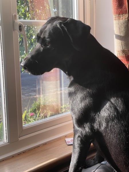 Puppy survival thread part 2