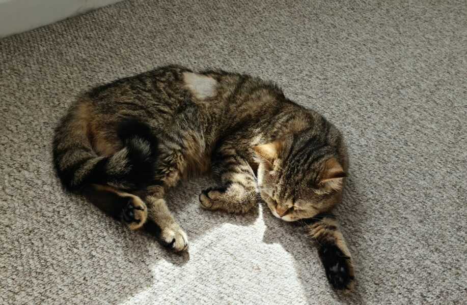 A Very Great Quantity Of Excellent Cats