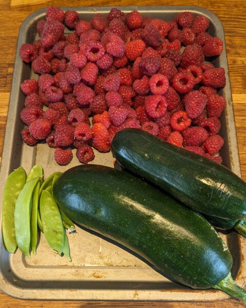 The Vegetable Patch Mark 2