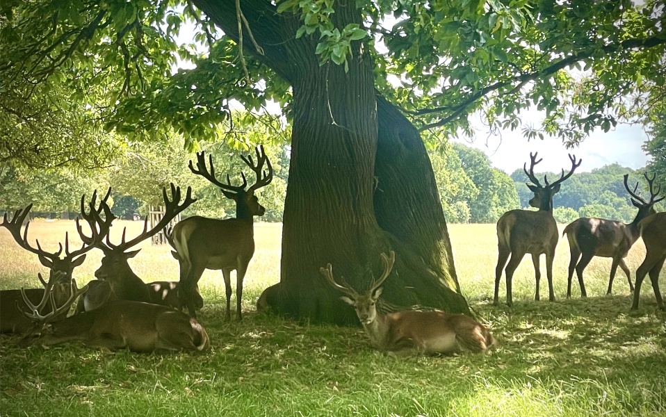 Pamela - Bile Duct Cancer, thread 4, London has given me a chance! 