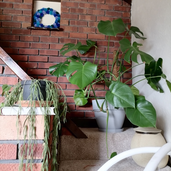 Can I save this plant!?