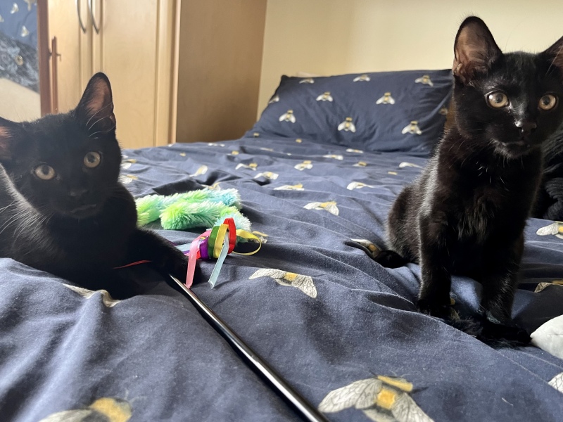 New kittens food advice 