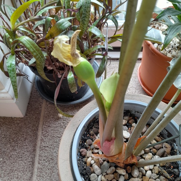 Elephant ear in trouble!