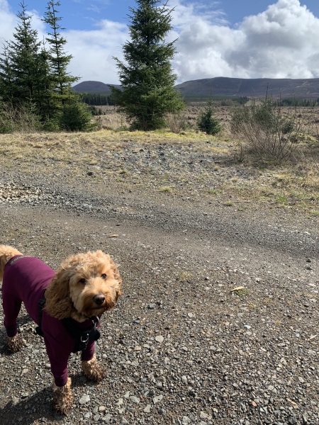 Tell me something lovely about your dog.