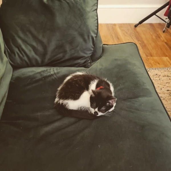 Help me find a (close) replacement kitten for DS