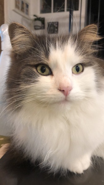What kind of kitten might this be ?
