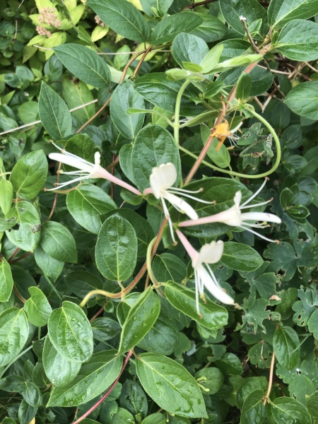 What is this plant?