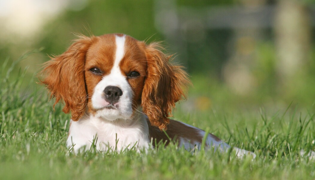 Pamela thread 5 - Bile Duct Cancer, chemo begins