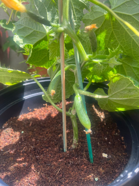 What have you done in the garden today? Part 2