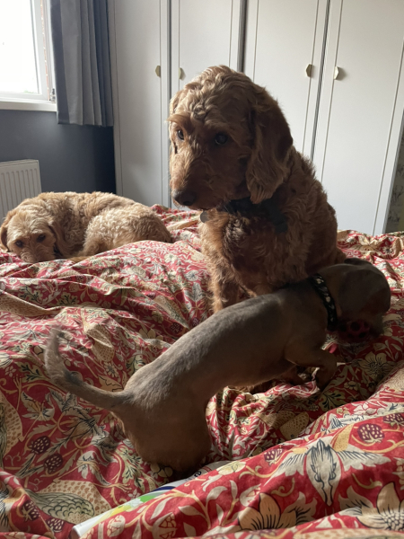 Do you let your dog sleep in your bed?