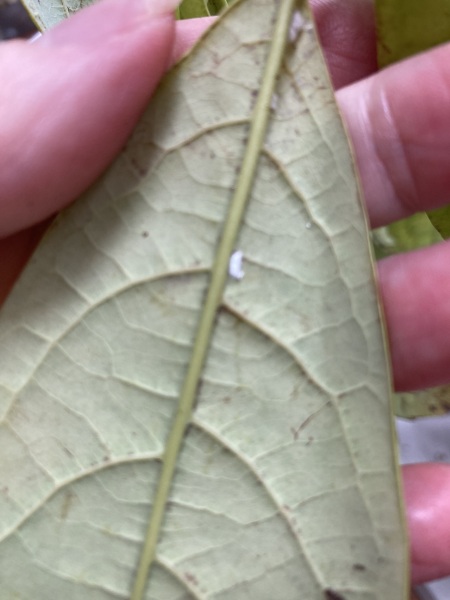 Avocado house  plant mealy bugs ? 