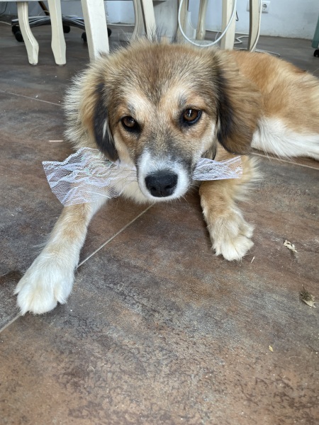 Tell me something lovely about your dog.