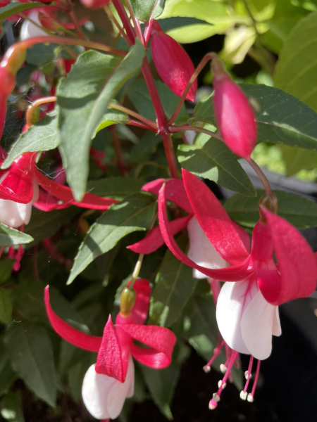 Pamela thread 3 - Bile Duct Cancer, off to London! 