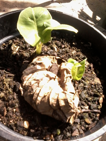Elephant ear in trouble!