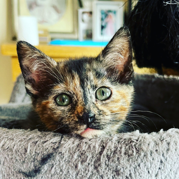 Help with cat name