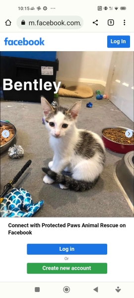 Help me find a (close) replacement kitten for DS