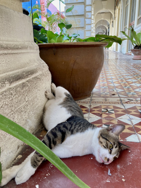 Thread 8 - TalkLair: “Brewing Russell's teapot” 