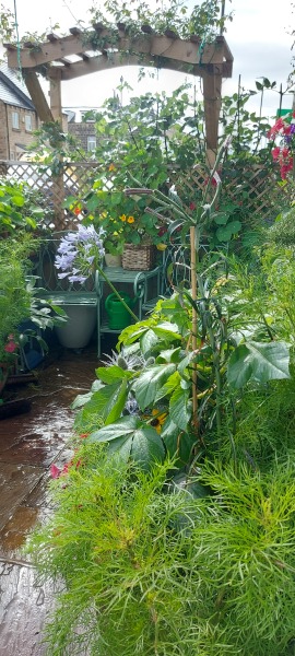 Can we help the birds and insects?