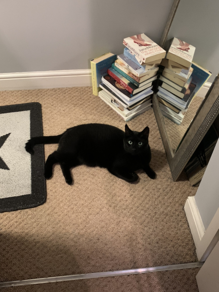 A Very Great Quantity Of Excellent Cats