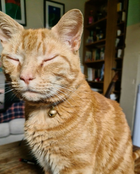 What is one thing you love about your cat?