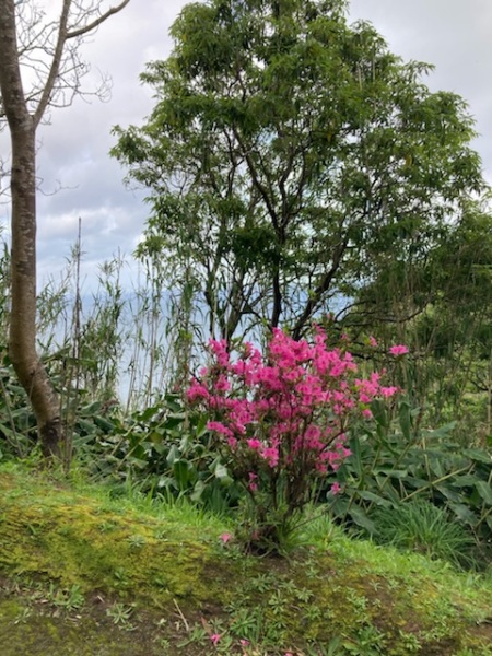 Pamela thread 6 - Bile Duct Cancer, Continued